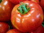 Ferme Joos - Tomates Maestria 1Kg