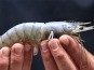 Obsiblue - Gambas bleues de Nouvelle-Calédonie - Gambas Bleues De Nouvelle-calédonie - Calibre 21-25 - 3kg