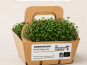 Ma Micropousse culinaire - Micro-pousses bio de brocoli Calabrese – 16 barquettes