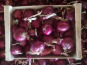 SCEA HERBA HUMANA - Oignons Rouge - 1kg
