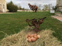 Des Poules et des Vignes à Bourgueil - 6 Œufs De Poule Géline de Touraine