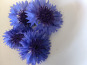 Rébecca les Jolies Fleurs - Fleurs de bleuet