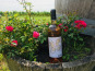Domaine du Buisson - Vin rosé AOP Bordeaux - 2025 - 1x75cl