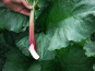 Maison Argentain - Rhubarbe - 900g
