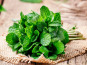 Adal Terra - Epices - Menthe Bio (en poudre) 60G