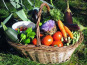 Les Jardins de Mondpa - Panier de légumes de saison