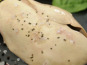 Esprit Foie Gras - Foie Gras entier frais de canard du Gers - Extra - Non déveiné - Lot de 2 - 950 g
