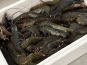 Agriloops - Gambas bretonnes fraîches 30/50 – 2 kg