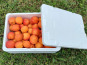 Gobert, l'abricot de 4 générations - ABRICOTS 6KG