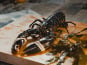 Thalassa Tradition - Homard Vivant Normandie - 500 g