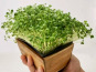 Horssol - Ferme urbaine - Micro-pousse de Mizuna verte x4 barquettes