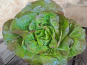 Les Jardins de Gérard - Salade Rougette Bio