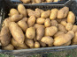 L’Echo Paysan - Pomme de terre Variété Babylon bio x10kg