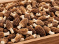 Cham B - Morilles fraîches cultivées en Charente 2kg