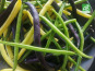 Ferme de Carcouet - Haricots Vert et Beurre Bio - 500 g
