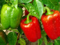 La Ferme de Goas Per - Poivron rouge bio - 1 pièce