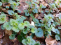 Rébecca les Jolies Fleurs - Herbe fraiche : Lierre terrestre