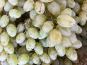 Domaine Reverchon - Raisin blanc du Vaucluse 1Kg