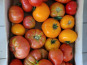 La Coussoyote - mélange de tomates ancienne sans traitement ( promo de rentrée !!) 1kg
