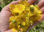 La Cabane à plantes - Chrysanthème comestible (20 fleurs)