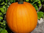 Ferme de Cernunnos - Lot de citrouilles pour Halloween