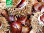 Terres EnVie - Châtaignes Fraiches Bio  8 kg