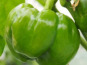 Mon Petit Producteur - Poivron vert bio [Poids Moyen 1kg]+