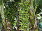 L’Oliveraie du Coudon - BANANE ANTILLES 3KG