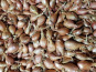Maison Quéméner - Echalotes Traditionnelles - 20 kg / lot de 4 x 5kg