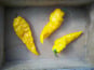HERBA HUMANA - Piment frais frais Fatalii - 172g