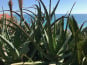 Le Jardin des Antipodes - Feuilles Fraîches De Aloe Arborescens Bio