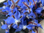 Rébecca les Jolies Fleurs - Fleurs de bourrache