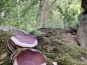 Terroirs de Corse - Lonzu Corse Entier