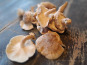 Les Jardins de Gérard - Champignon shiitaké Bio - 250 g