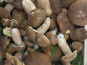 Des Poules et des Vignes à Bourgueil - Cèpes
