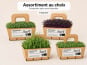 Ma Micropousse culinaire - Micro-pousses Bio – Assortiment au choix – 16 barquettes
