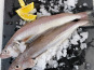 Notre poisson - Merlan en lots de 2kg