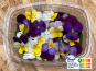 Les Nouvelles Fermes - Fleurs de pensées comestibles (boite de 40 fleurs)