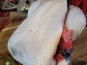 Les poulets de la Marquise - Chapon fermier bio - 4 kg minimum