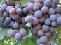 La Boite à Herbes - Raisin Cardinal 500 Gr