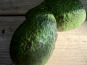 L'OLIVERAIE DU COUDON - AVOCATS A FAIRE MURIR 2 PIECES env 600gr PROMO