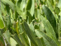 Rivesaline - Terre Saline - Aster Maritime Bio 500g