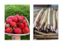 Domaine Reverchon - Lot : 2kg Asperge blanche + 1kg fraise Clery