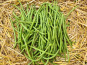 La Ferme de Goas Per - Haricot vert Bio - 1,5kg