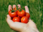 Les Jardins de Mondpa - tomates cerise mélange