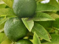 L’Oliveraie du Coudon - CITRON VERT 1kg