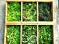Nature et Saveurs - Ferme Aquaponique et Permacole Astérienne - Mesclun de jeunes feuilles gastronomiques de saison