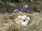 Des Poules et des Vignes à Bourgueil - 12 oeufs d’oie