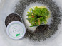 Caviar de l'Isle - Caviar Baeri Bio Français 50g - Caviar de l'Isle