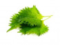 Eauzons ! - Shiso vert